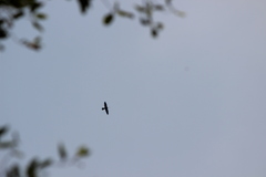 Anhinga melanogaster