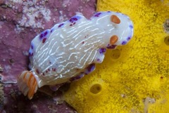 Hypselodoris capensis