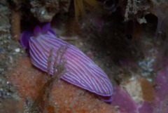 Dermatobranchus albineus