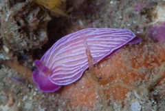 Dermatobranchus albineus