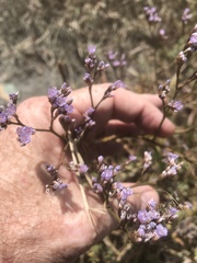 Limonium californicum