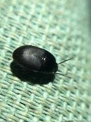 Gondwanocrypticus platensis