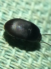 Gondwanocrypticus platensis