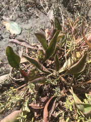 Limonium californicum