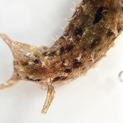 Stylocheilus rickettsi