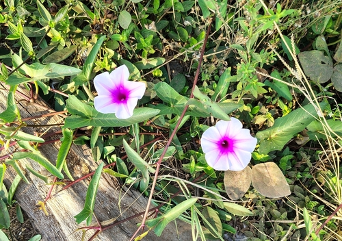 Ipomoea aquatica