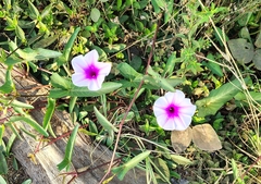 Ipomoea aquatica