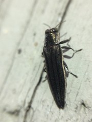 Agrilus macer