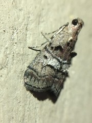 Pococera euphemella