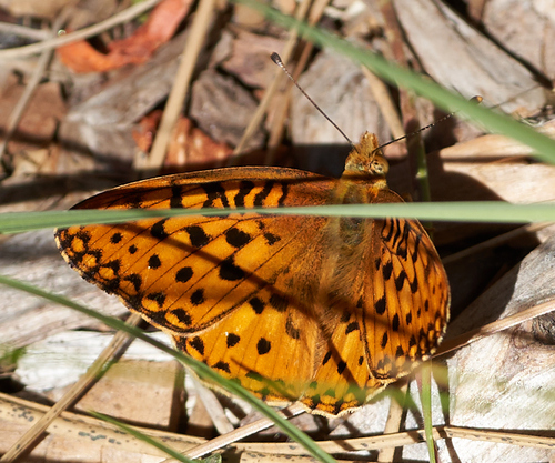 iNaturalist observation photo of Mormon Fritillary