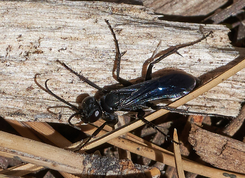 iNaturalist observation photo of Spider Wasps