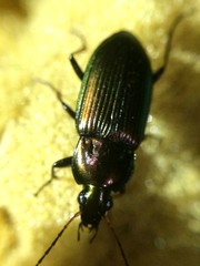Poecilus chalcites