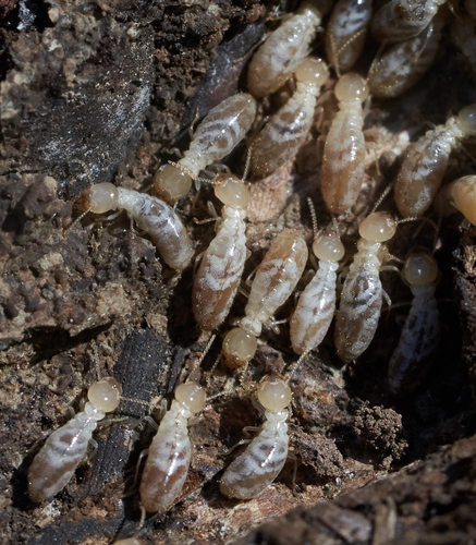 iNaturalist observation photo of Reticulitermes