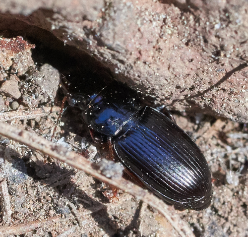 iNaturalist observation photo of Harpalus nigritarsis