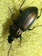 Poecilus chalcites
