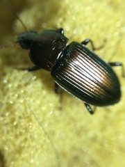 Poecilus chalcites