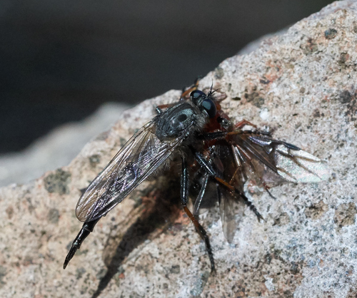 iNaturalist observation photo of Winged and Once-winged Insects