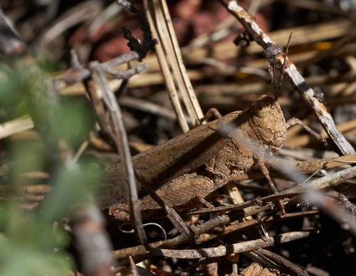 iNaturalist observation photo of Trimerotropini