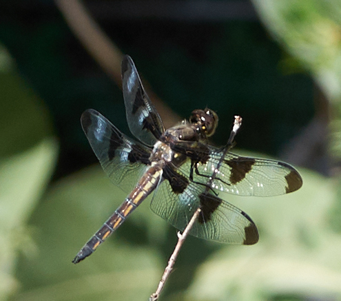 iNaturalist observation photo of Twelve-spotted Skimmer