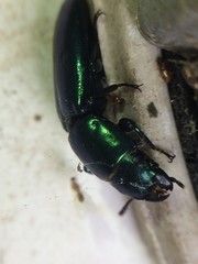 Temnoscheila virescens