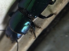 Temnoscheila virescens