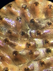 Watersipora subtorquata