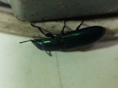 Temnoscheila virescens