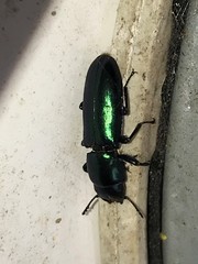 Temnoscheila virescens