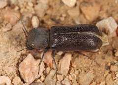 Apatides fortis