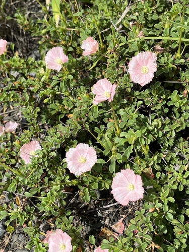 Monsonia vanderietiae (L. Bolus) F.Albers