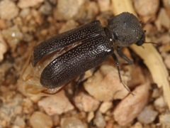 Apatides fortis