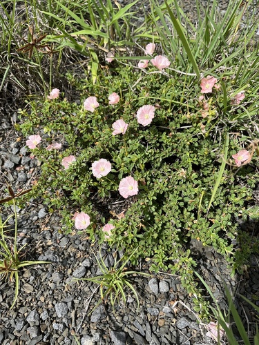 Monsonia vanderietiae (L. Bolus) F.Albers 2