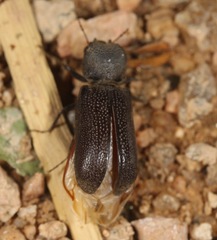 Apatides fortis