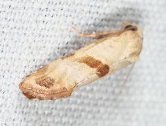 Platphalonidia felix