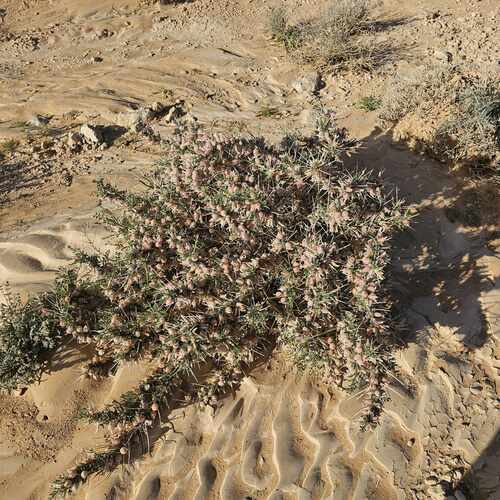 Astragalus spinosus