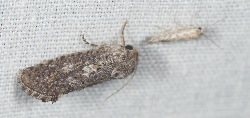 Acrolophus sinclairi