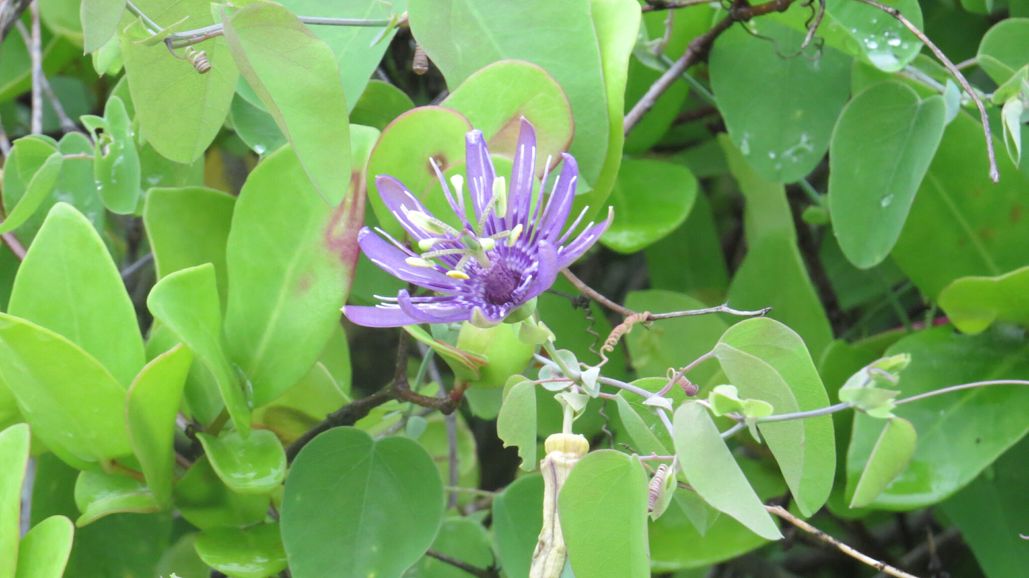 Passiflora subrotunda
