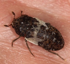 Dermestes marmoratus