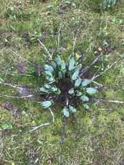 Veratrum viride eschscholtzianum