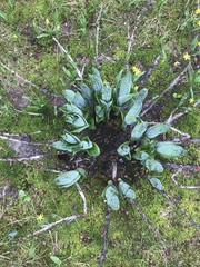 Veratrum viride eschscholtzianum