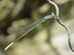 Leptobasis melinogaster