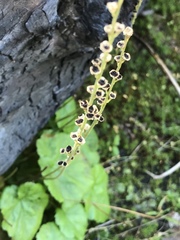 Pectiantia pentandra