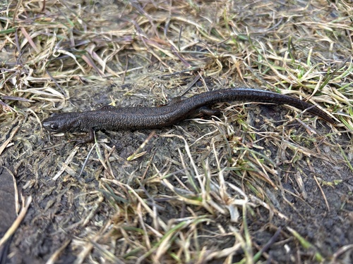 Danube Crested Newt, Senné, Košice, SK, photo 9 of 10