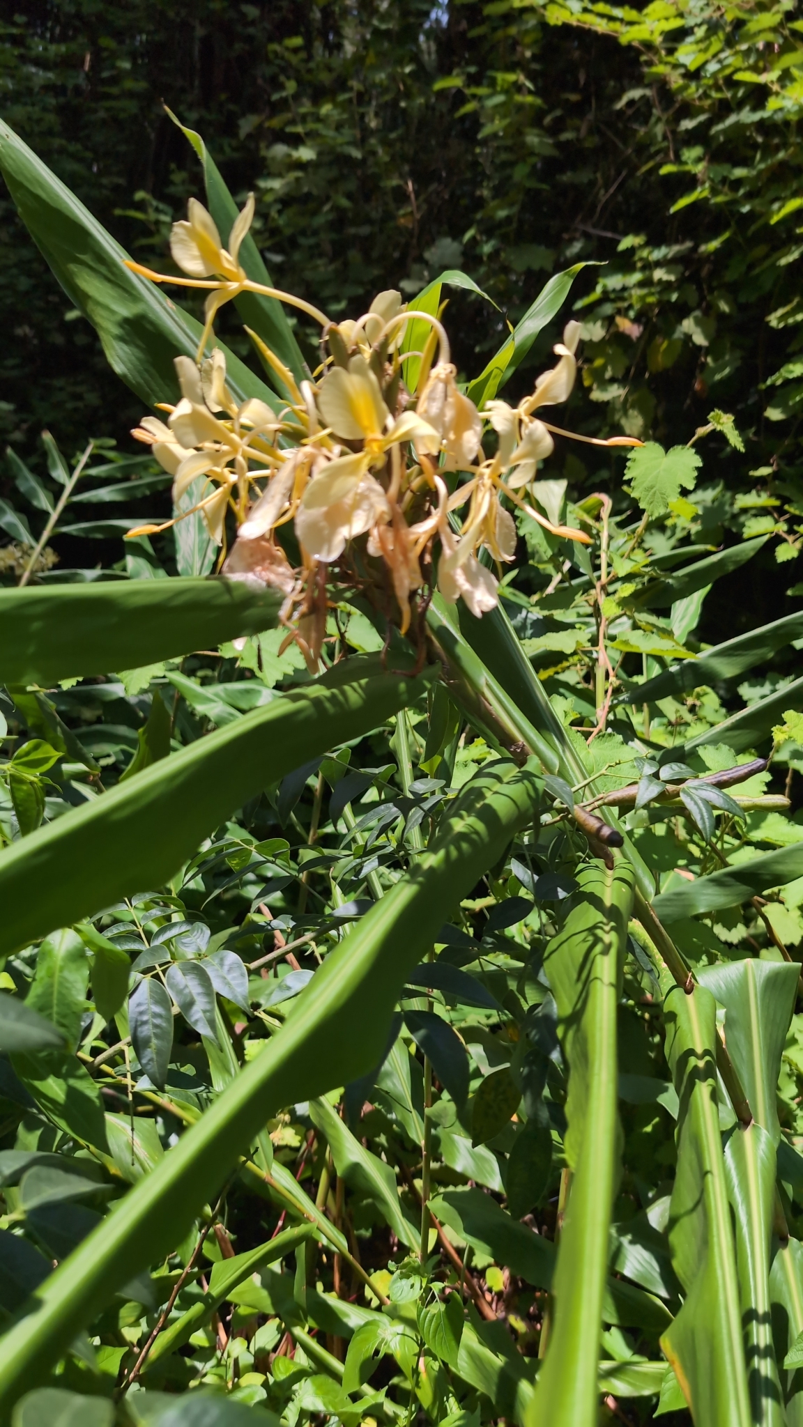 Flor mariposa