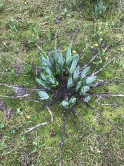 Veratrum viride eschscholtzianum
