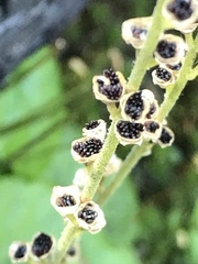 Pectiantia pentandra