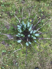 Veratrum viride eschscholtzianum