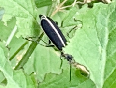 Epicauta cinctipennis