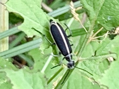 Epicauta cinctipennis