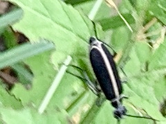 Epicauta cinctipennis